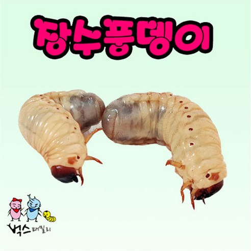 자연의 보석: 장수풍뎅이